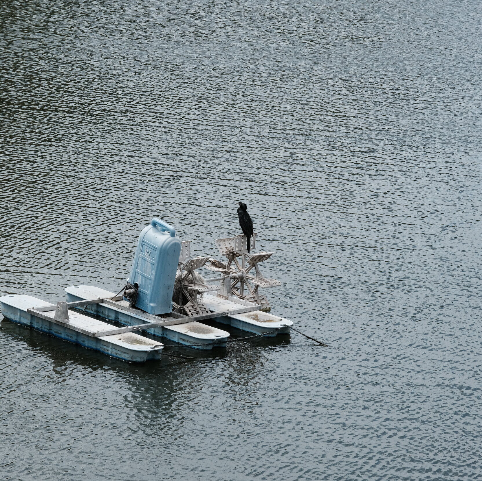 A black bird on a peaceful lake