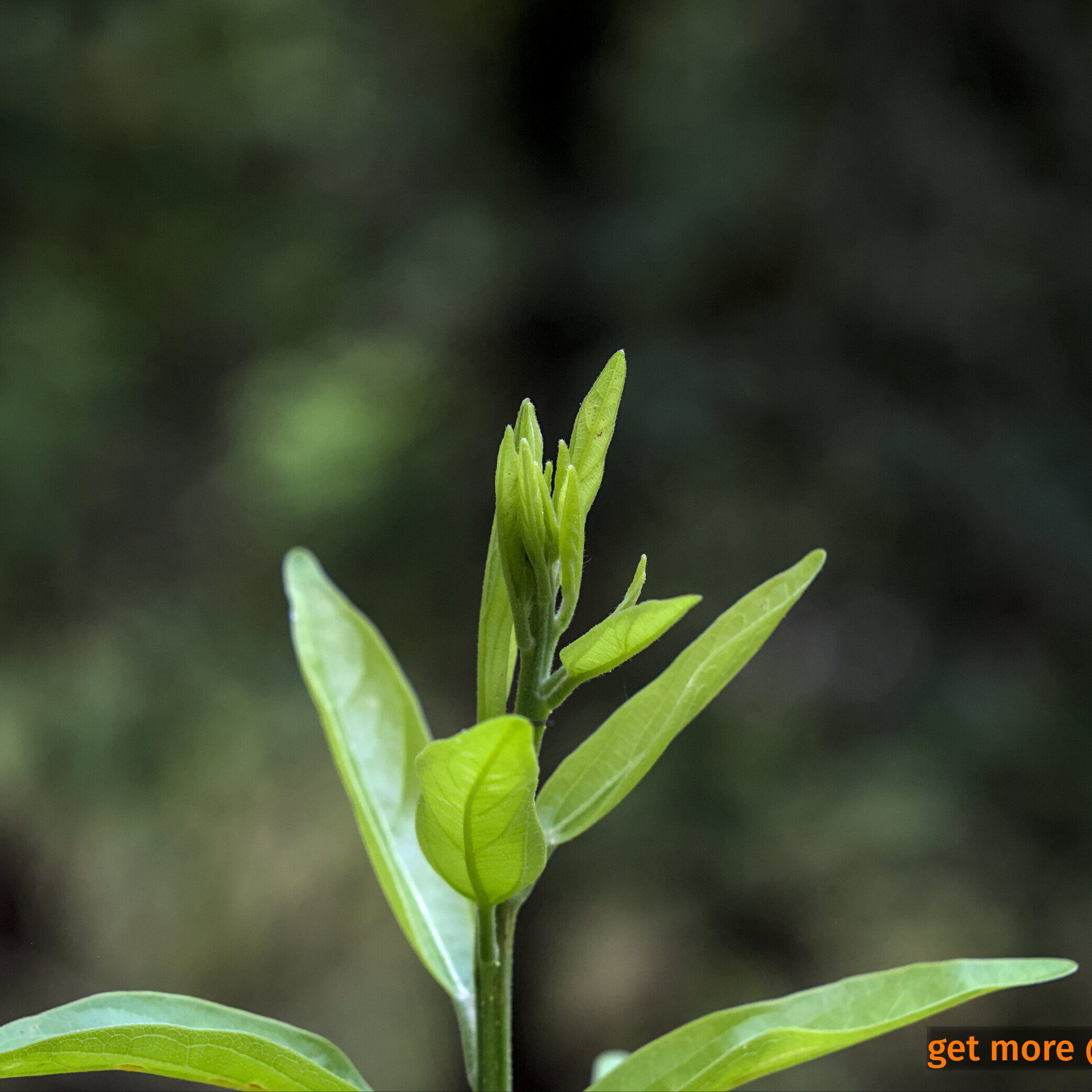 A budding plant