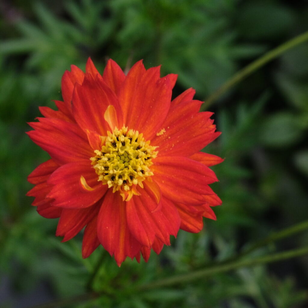 Fiery Flower